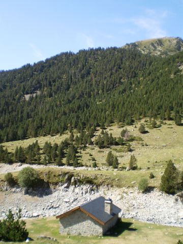 paysages - forêts de pins à crochets - Observatoire National du Parc des Pyrénées