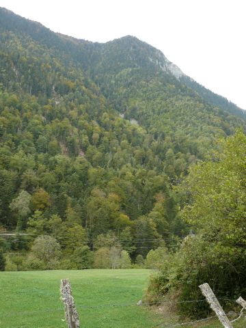 paysages - forêt dense de chênaie hêtraie et hêtraie-sapinière - Observatoire du Parc National des Pyrénées