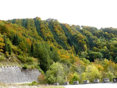 paysages - forêt de résineux (reboisement) - Observatoire du Parc National des Pyrénées