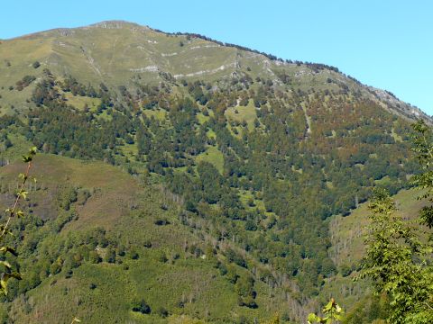 paysages - forêt claire de soulane - Observatoire du Parc National des Pyrénées