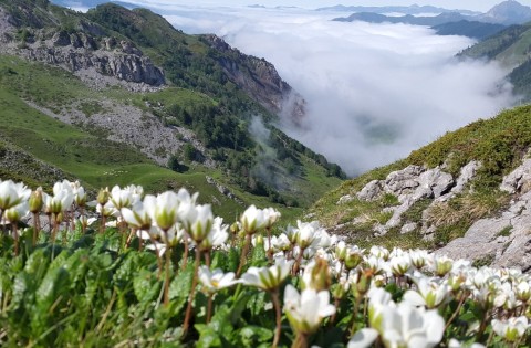 Photo Changement climatique - Biodiversité - Fleurs paysage montagne - Photo © NUQUES Patrick - Observatoire du Parc national des Pyrénées