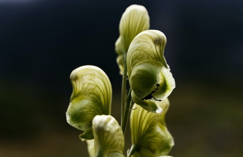 Photo flore - changements climatiques-enjeux et connaissances - © CUENIN Christophe - Observatoire Parc National des Pyrénées