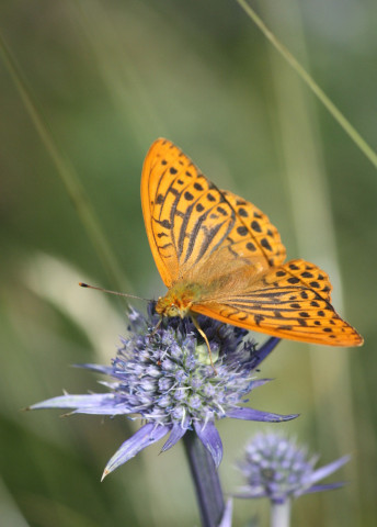 Photo flore - papillon - changements climatiques-enjeux et connaissances - © DEMOULIN Jérôme - Observatoire Parc National des Pyrénées