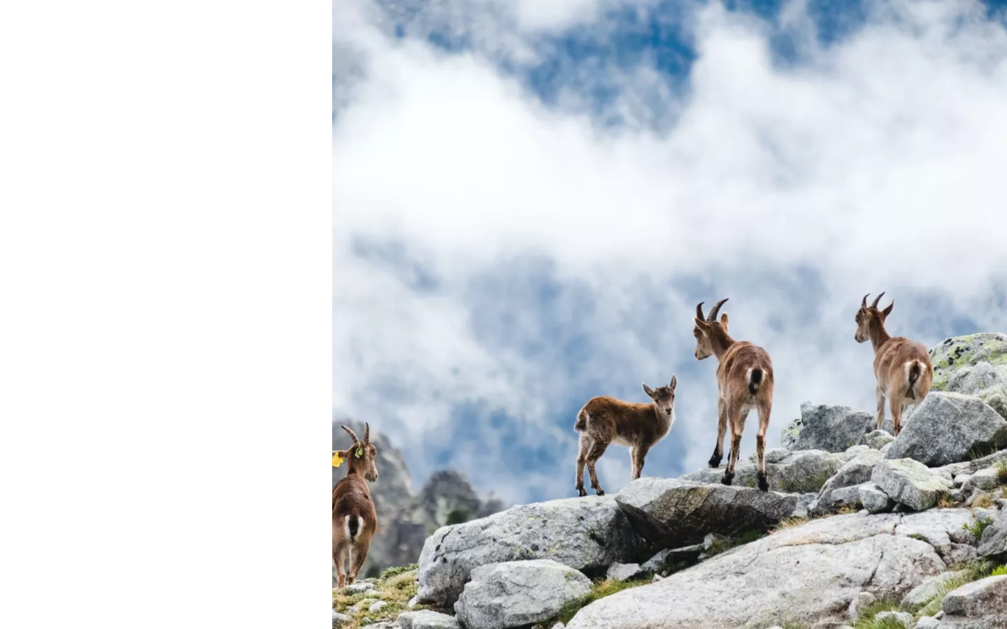 Groupe de bouquetins