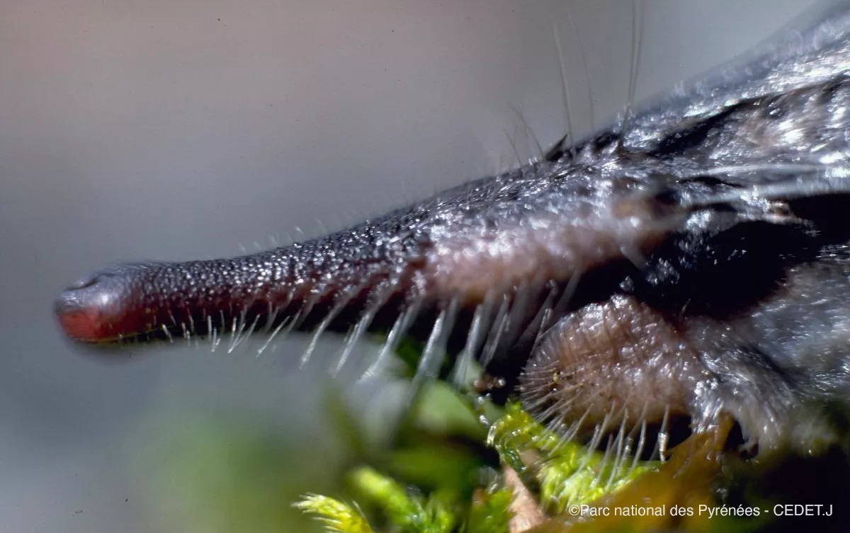 hoto Eaux et milieux aquatiques - suivis - Fiche Suivi desman des Pyrénées - Photo © CEDET Jean - Observatoire du Parc national des Pyrénées