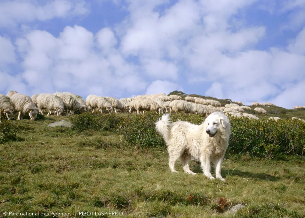 Photo Patou Troupeaux Moutons Estive © Observatoire du Parc national des Pyrénées