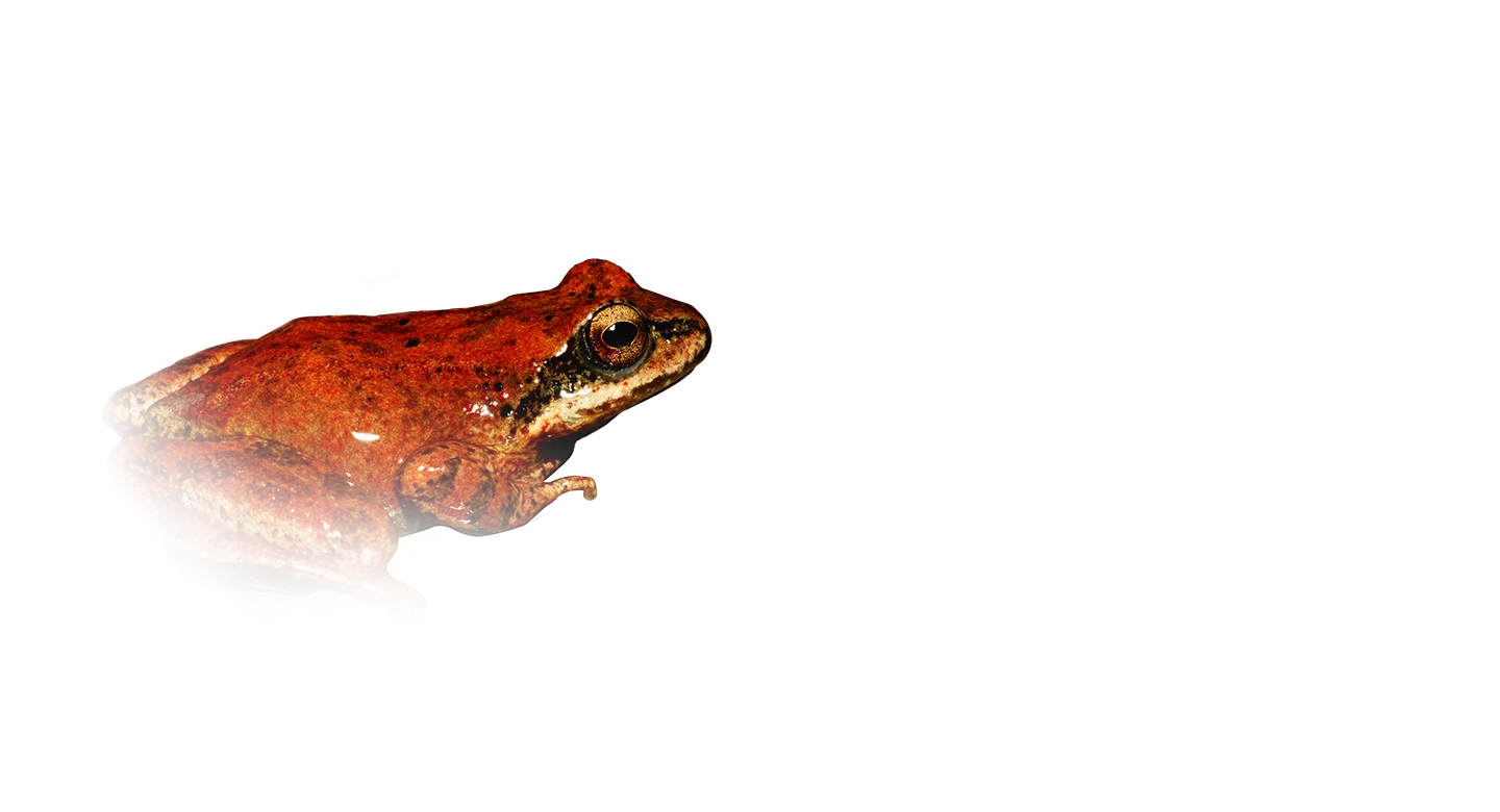 Photo Eaux et milieux aquatiques - suivis - Fiche Suivi Grenouille des Pyrénées - Photo © JM. Thirion - Observatoire du Parc national des Pyrénées