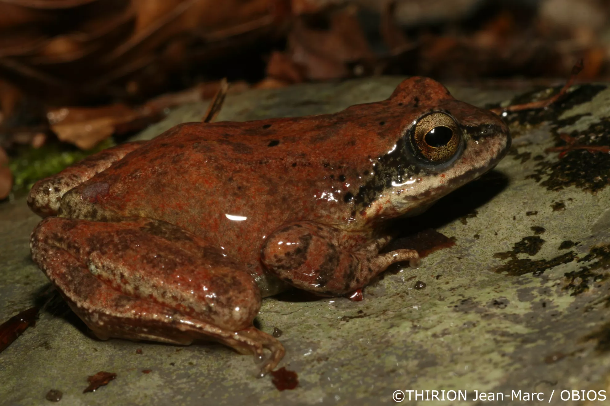 Grenouille des Pyrénées - JM THIRION