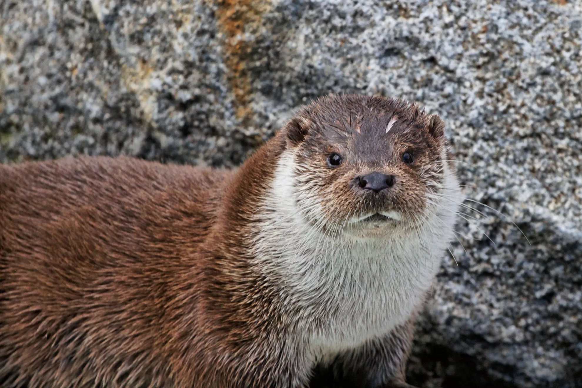 Loutre Philippe Llanes