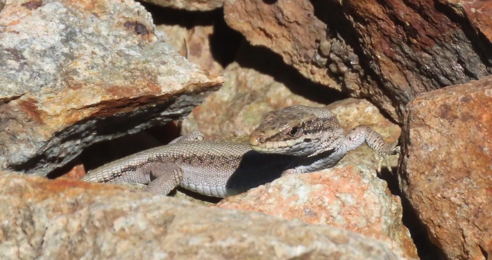 Lézard de Bonnal - JP. MERCIER - Parc national des Pyrénées