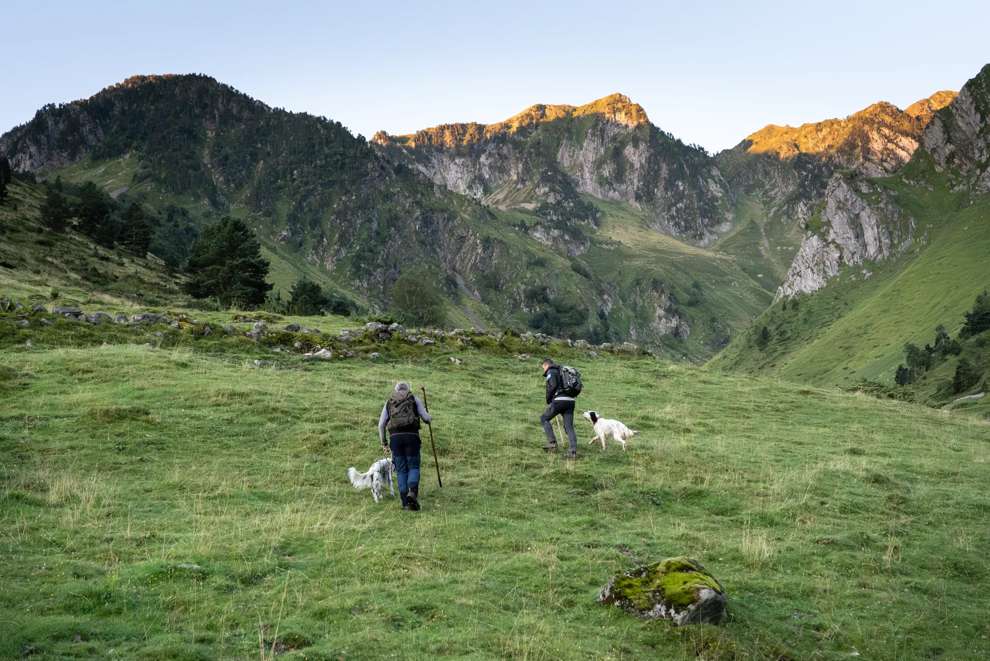 Comptage au chien P. Meyer