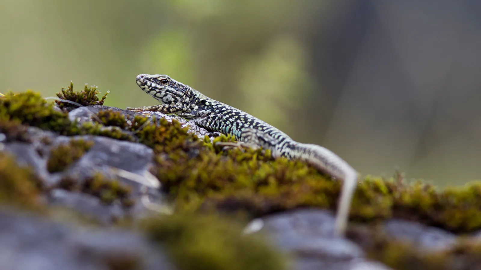 Lézard des murailles - C. CUENIN - Parc national des Pyrénées