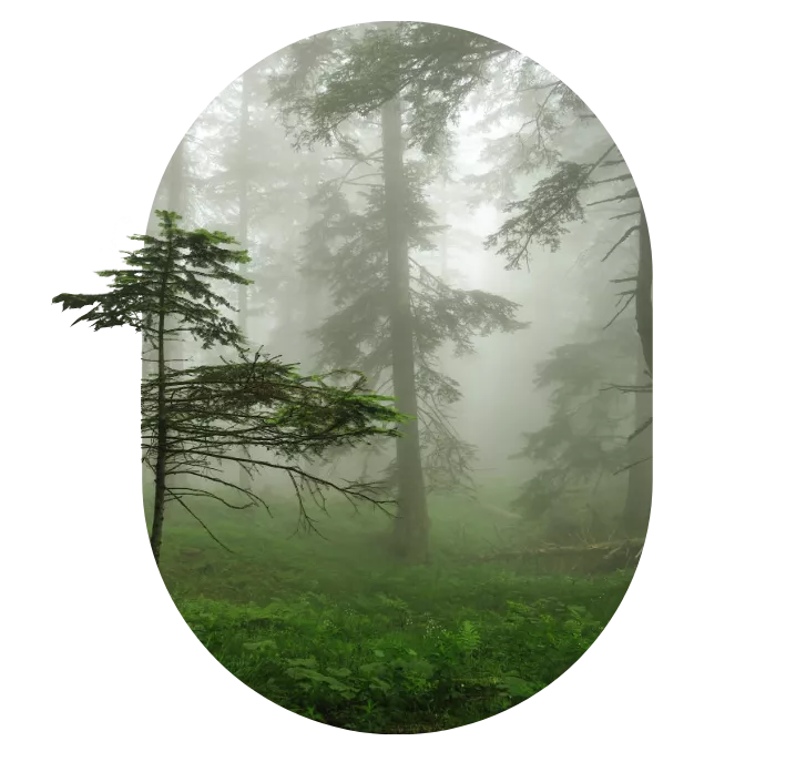 Forets