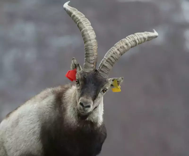 Photo Bouquetin des Pyrénées - Etiquettes - Bois - Face - Photo © LUC Flavien - Observatoire du Parc national des Pyrénées