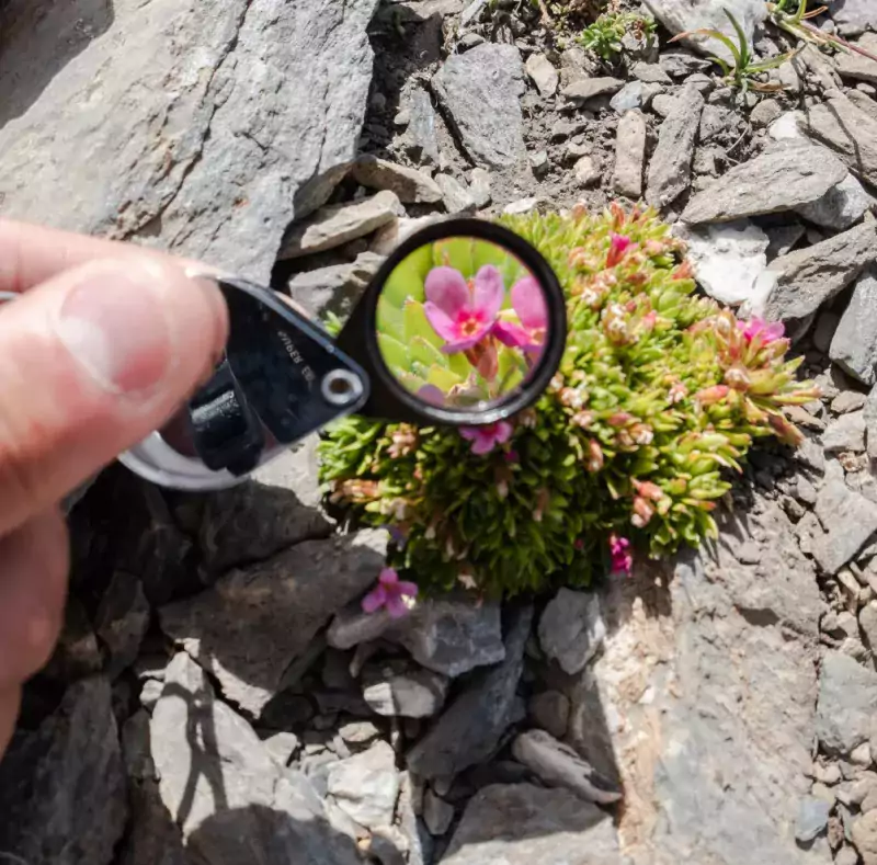 Photo Changement climatique - Fleurs - Loupe - Photo © CAZABET Lilian - Observatoire du Parc national des Pyrénées