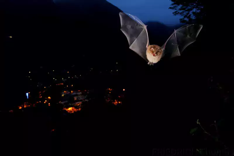 Photo Chauve souris - Ciel étoilé - Nuit - Chiroptère - Observatoire du Parc national des Pyrénées 00024040