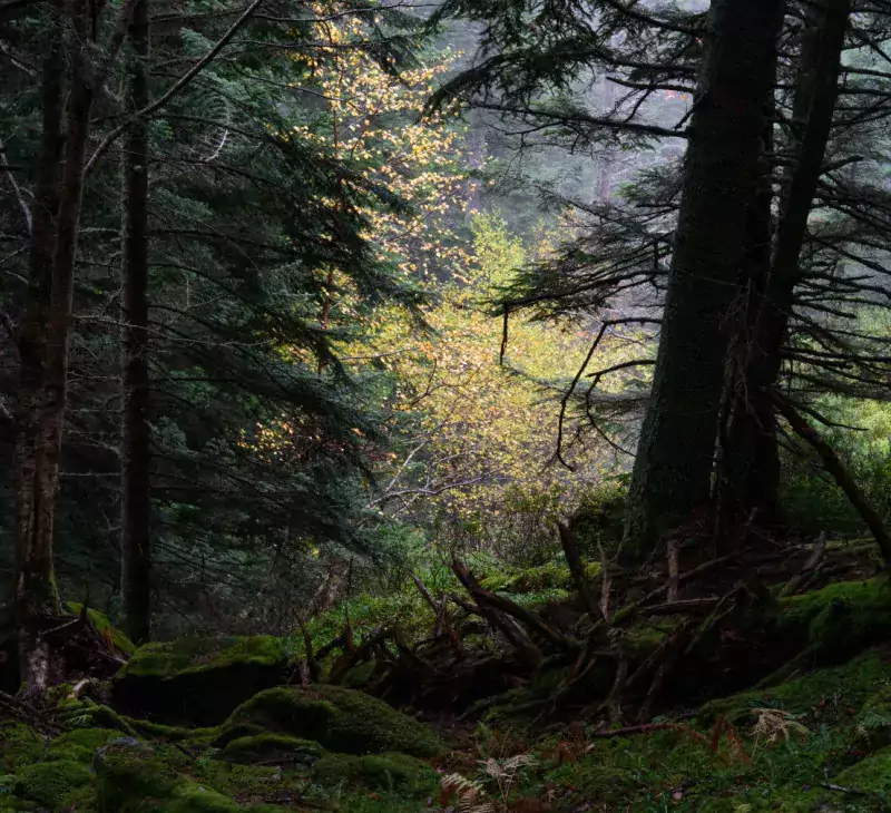 Forêt - Ancienne forêt - Pins - Troncs - Photo © NEDELEC Laurent - Observatoire du Parc national des Pyrénées
