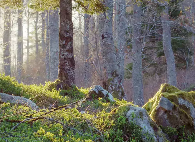 Forêt - Intérieur - Arbres - Mousse - Rochers - Jagis - Photo © NEDELEC Laurent - Observatoire du Parc national des Pyrénées