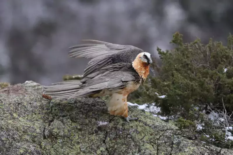 Photo Gypaète Barbu - Ailes - Photo © LUC Flavien - Observatoire du Parc national des Pyrénées.jpg