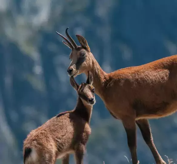 Photo Isard - Petit et mère - Gros plan - Montagne - Photo © NEDELEC Laurent - Observatoire du Parc national des Pyrénées