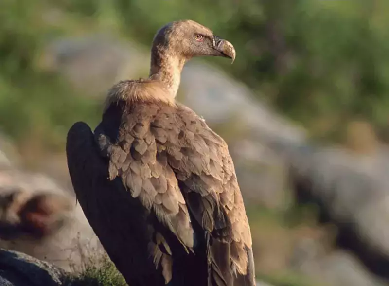 Photo Vautour Fauve - Assis - Profil - Photo © NEDELEC Laurent - Observatoire du Parc national des Pyrénées