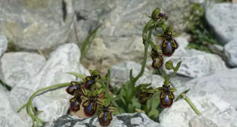 Photo flore - plantes - changements climatiques-enjeux et connaissances - © NUQUES Patrick - Observatoire Parc National des Pyrénées