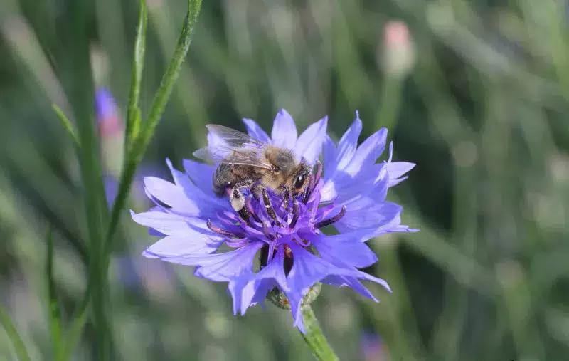 photo biodiversité ordinaire - insecte - pollinisation - © LUC Flavien - Observatoire Parc national des Pyrénées - photo00049149