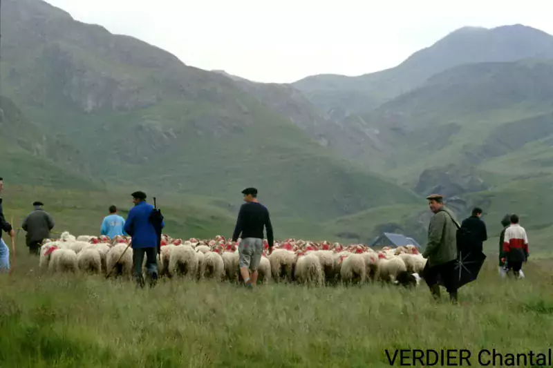 Photo Estives Agropastoralisme troupeaux - Observatoire du Parc national des Pyrénées