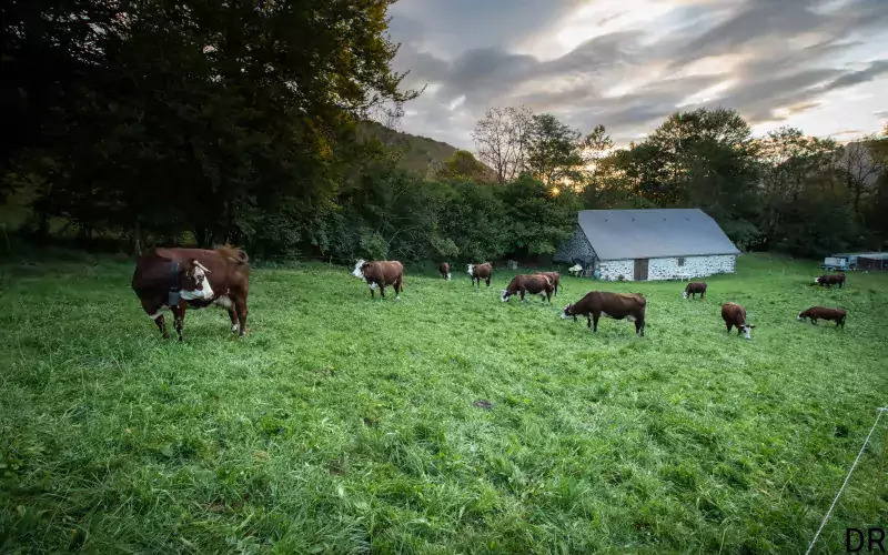 Photo Pastoralisme Vaches © Observatoire du Parc national des Pyrénées 