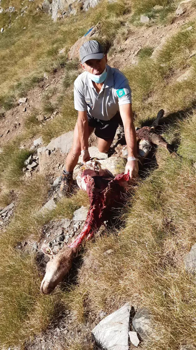 Constat dégât ours - G Besson