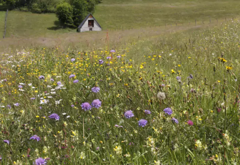 Prairie fleurie - L Jouve