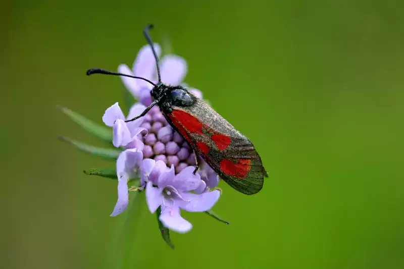 Papillon de nuit Zygène de la petite coronille P. Dunogiuez