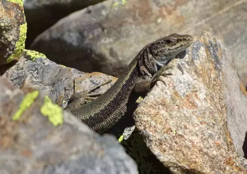 Lézard de bonnal - Julien Vignasse