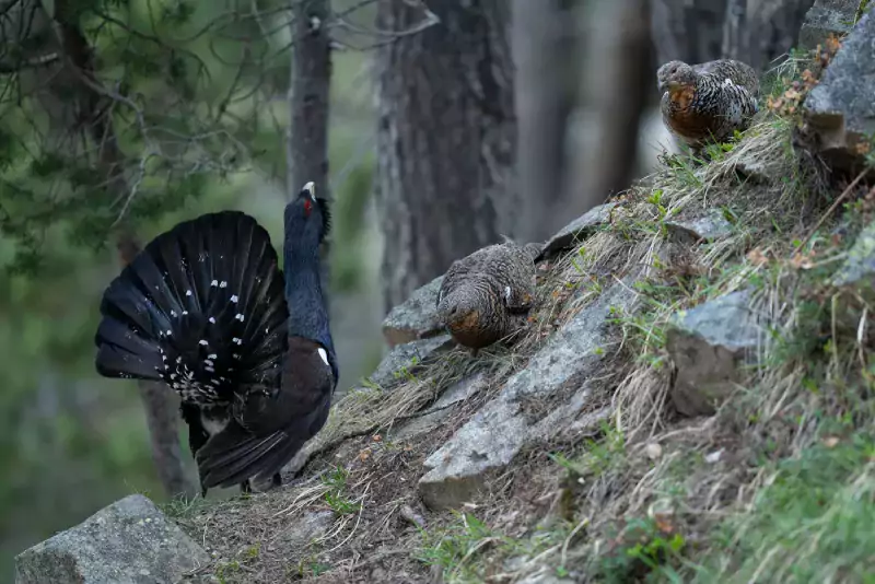 Coq et poules de bruyère L. NEDELEC - Parc national des Pyrénées