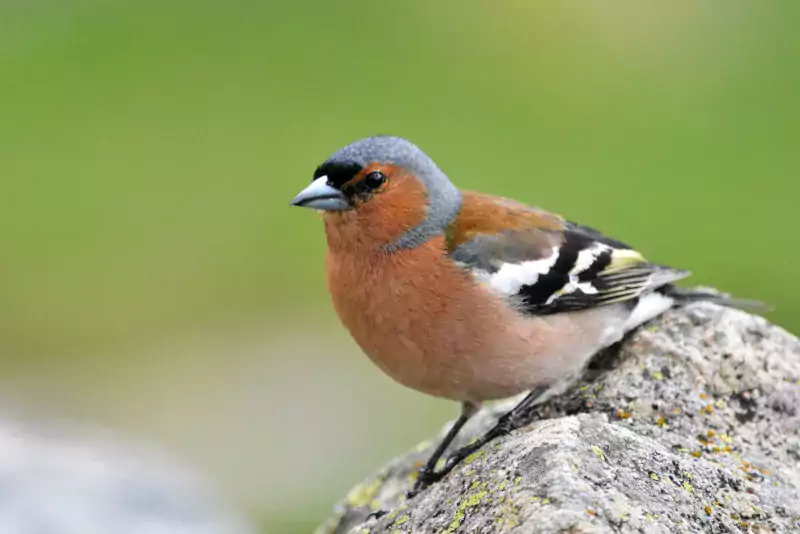 Pinson des arbes - L. REIGNE - Parc national des Pyrénées