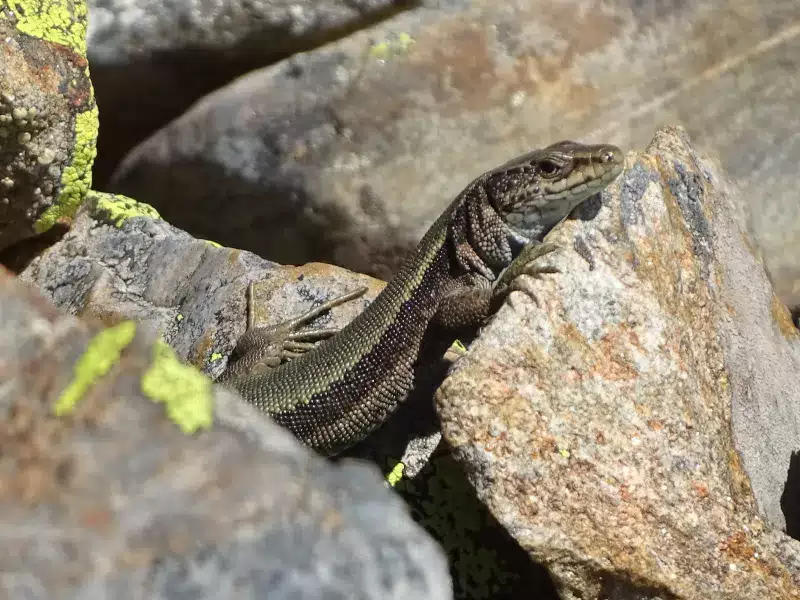 Lézard de Bonnal J. VIGNASSE - Parc national des Pyrénées