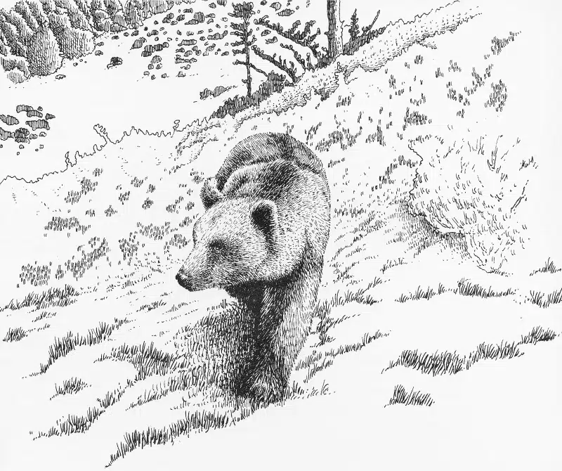 Dessin ours brun _Larribau Pierre