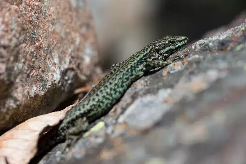 Lézard des murailles - C. CUENIN - Parc national des Pyrénées